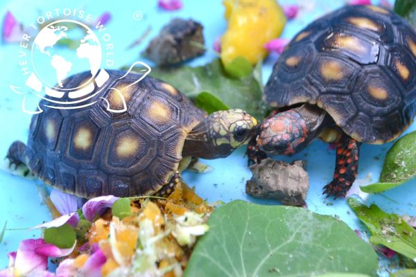 Rocket and Stanley the Redfoot tortoises at Hever Tortoise World
