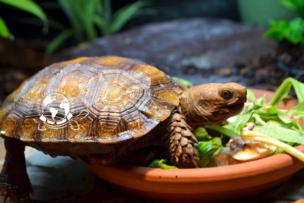 Burmese mountain tortoise eating plantain leaves at hever tortoise world
