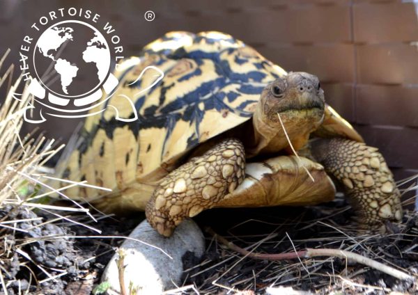 Educational Tortoise Parties in London with a variety of Tortoise Species