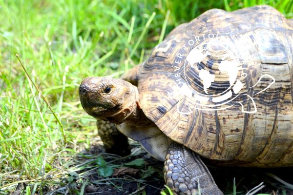 Borrow my tortoise experience with a large leopard tortoise