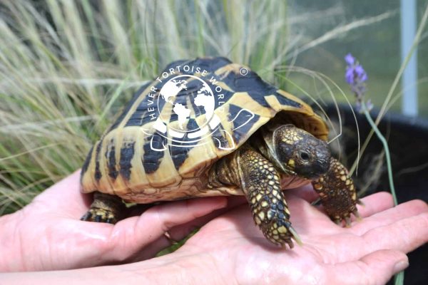 Buy Agrobs Pre Alpin Testudo Original cobs online at Hever Tortoise World
