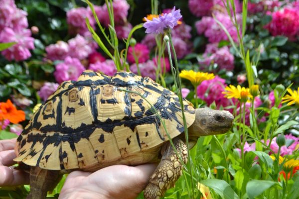 where to buy natural fresh and dried tortoise foods uk