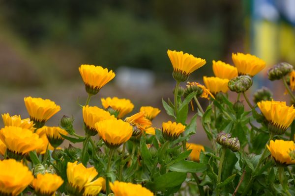 buy dried calendula flowers for tortoises at Hever Tortoise World
