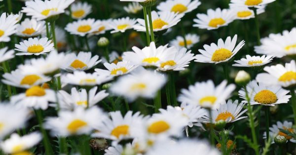 Chamomile flowers