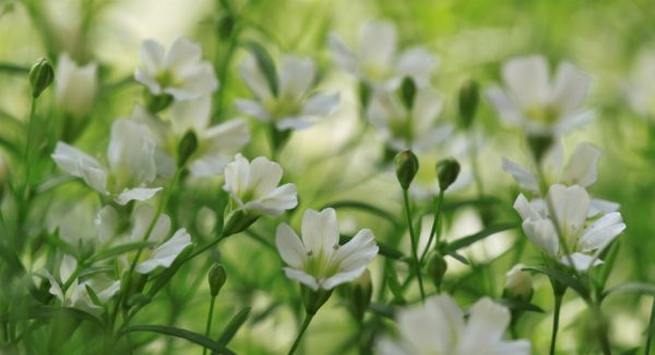 buy chickweed herb and flowers for tortoises online at hever tortoise world