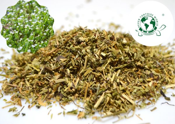 buy chickweed for tortoises online at hever tortoise world
