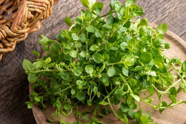 buy chickweed online for tortoises