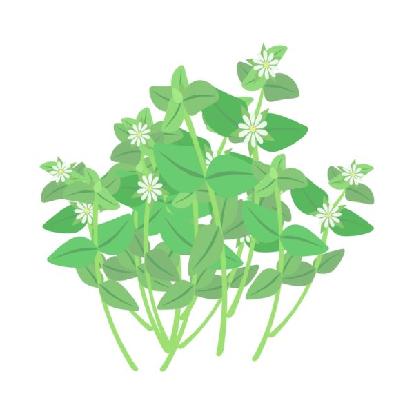 buy dried chickweed herb for tortoises at hever tortoise world
