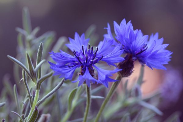 buy dried cornflowers for tortoises online