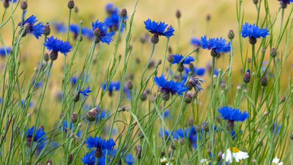 buy cornflowers for tortoises