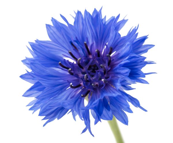 where to buy cornflowers for tortoises online