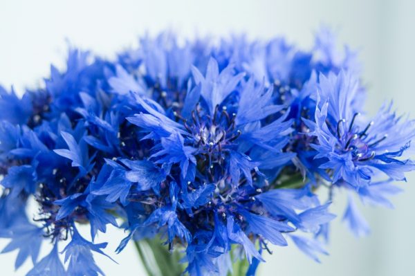 buy dried cornflowers for tortoises at Hever Tortoise World