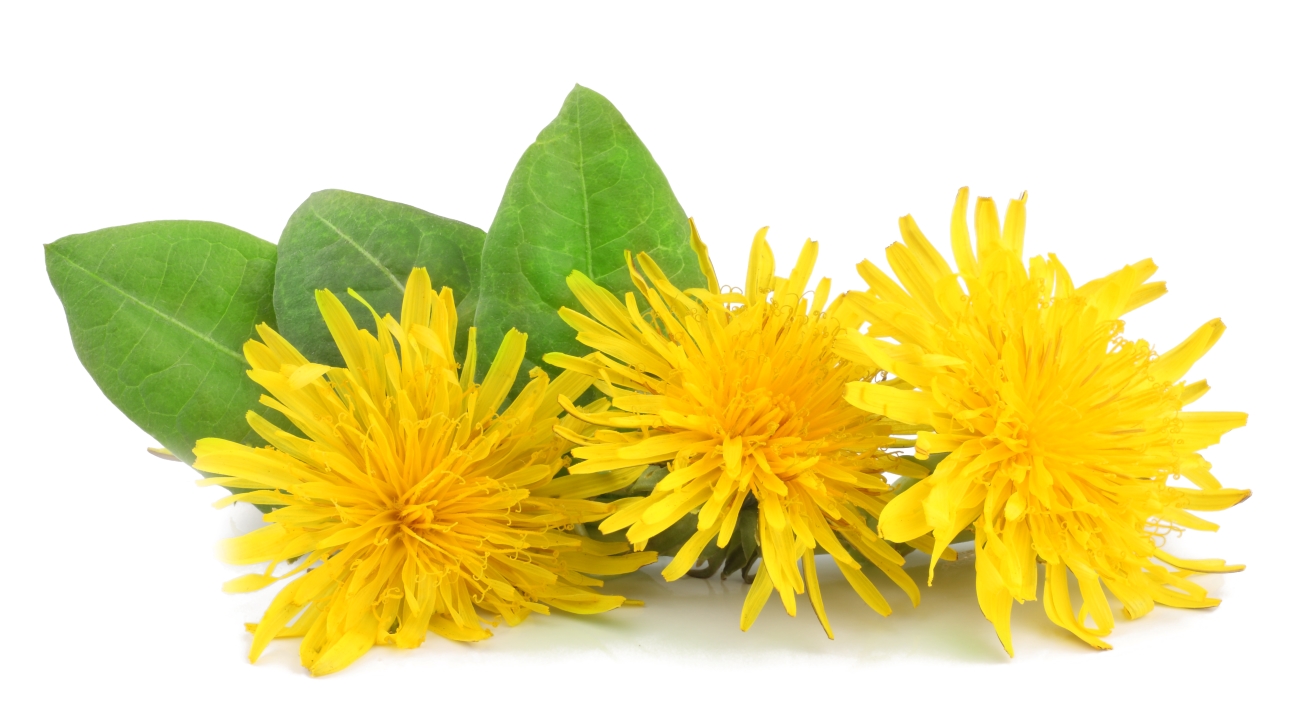 DANDELION FOR TORTOISES Hever Tortoise World