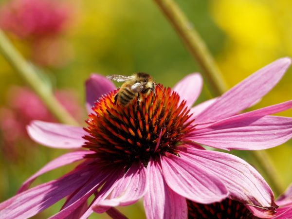 buy echinacea flowers and herbs for tortoises at hever tortoise world online