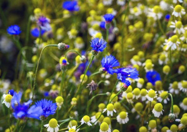 fresh edible weeds and flowers for tortoises to buy