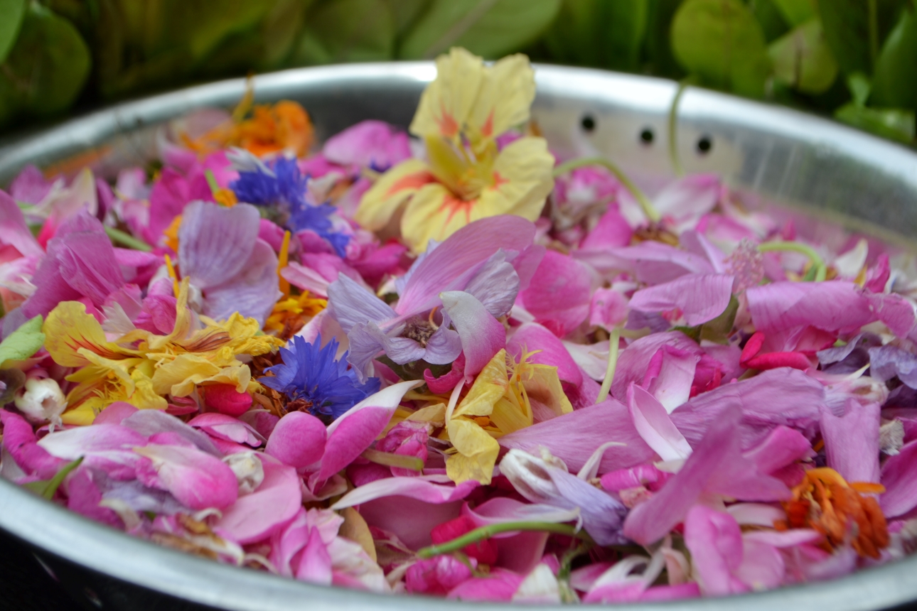 Fresh Edible Flowers for Tortoises Hever Tortoise World