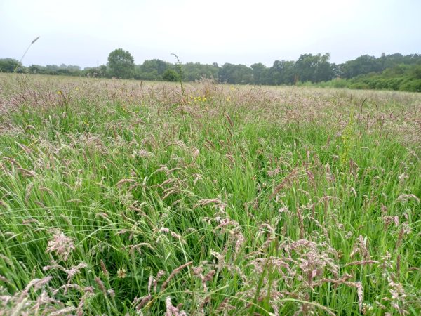 Buy Agrobs Pre Alpin Testudo Original cobs online at Hever Tortoise World