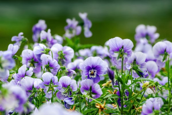 fresh edible tortoise flowers and weeds to buy