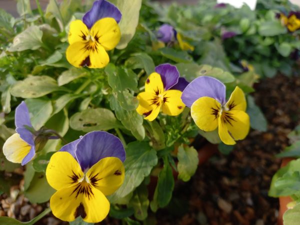fresh edible tortoise flowers to buy online for tortoises