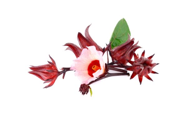Buy dried Hibiscus flowers for tortoises