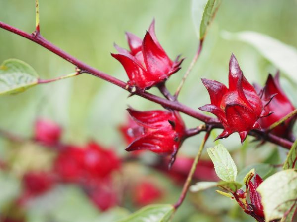Hibiscus sabdariffa dried whole flowers for tortoises online at hever tortoise world