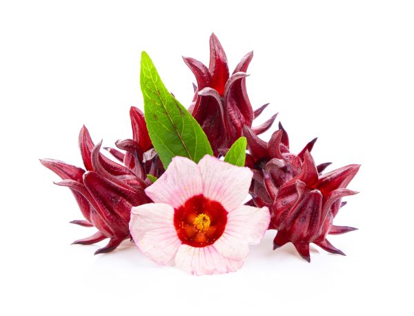 where to buy Hibiscus sabdariffa dried whole flowers for tortoises