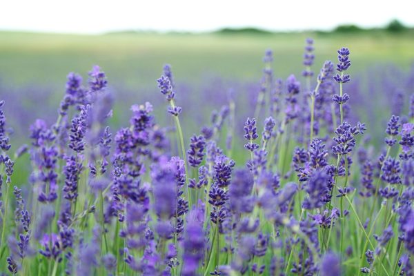 buy lavender flowers for tortoises online a