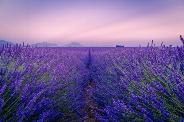 where to buy lavender flowers for tortoises online