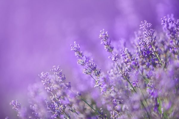 buy dried lavender flowers for tortoises