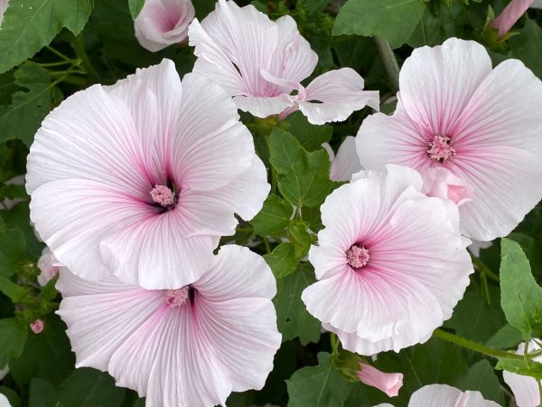 buy dried marshmallow flowers and leaves for tortoises at Hever Tortoise World