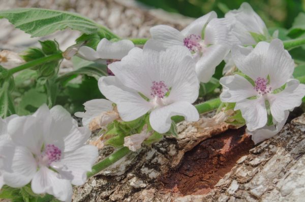 Marshmallow leaf and herb for tortoises where to buy dried marshmallow for tortoises online