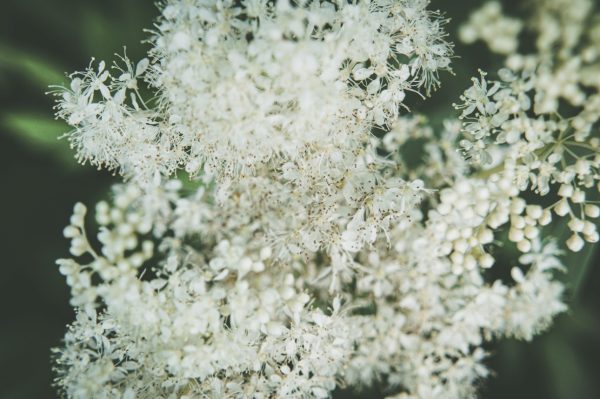 buy meadowsweet flowers for tortoises online