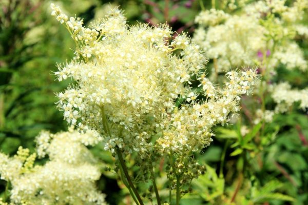 buy dry meadowsweet flowers for tortoises online at hever tortoise world