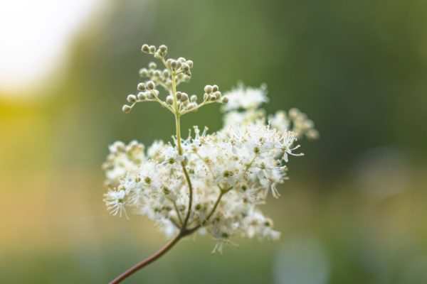 where to buy meadowsweet flowers for tortoises online