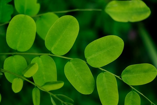 where to buy dried moringa leaves for tortoises