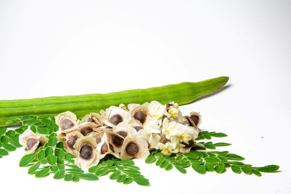 buy dried moringa leaves for tortoises online at hever tortoise world