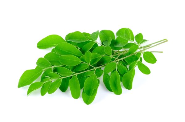 buy dried moringa leaves for tortoises online