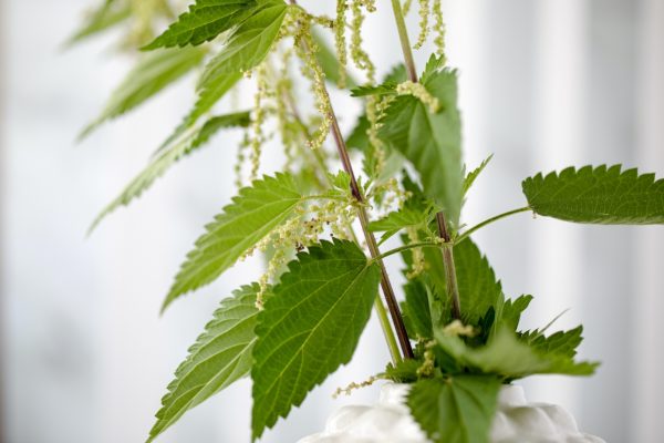 buy dried nettle leaves and herbs for tortoises at hever tortoise world