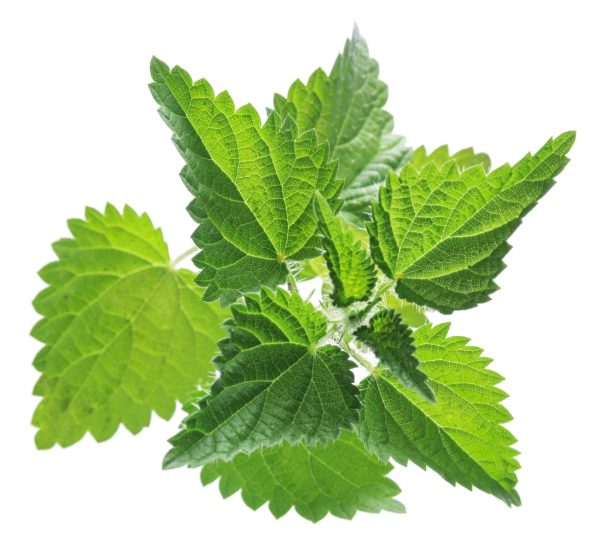 buy nettle dried leaves and herbs for tortoises at hever tortoise world