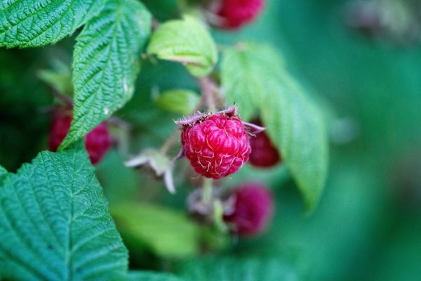 buy dried raspberry leaves for tortoise at Hever Tortoise world