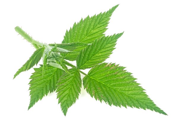 buy dried raspberry leaves for tortoises online at hever tortoise world online store