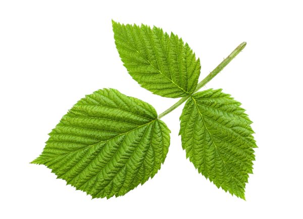 buy online dried raspberry leaves for tortoises at hever tortoise world