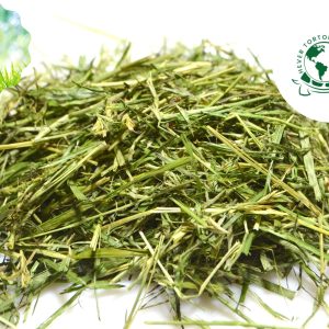 where to buy ReadiGrass for all tortoise species