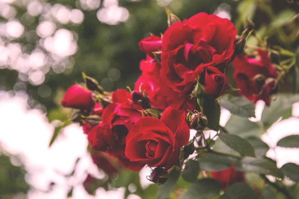 buy dried rose petals for tortoises online