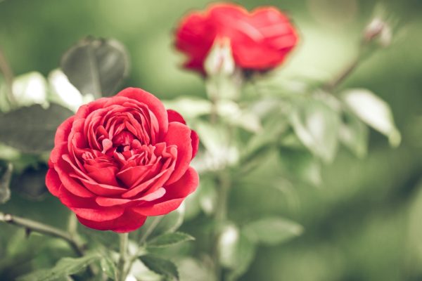 buy dried rose petals for tortoises at Hever Tortoise World healthfood shop