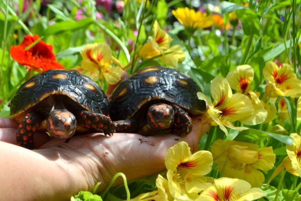 Natural fresh and dried tortoise foods for sale at hever tortoise world