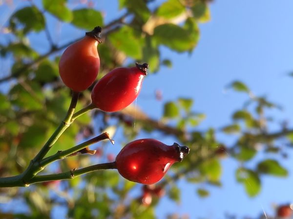 dried rosehips cut very finely for tortoises buy rosehip shell powder for tortoises at hever tortoise world