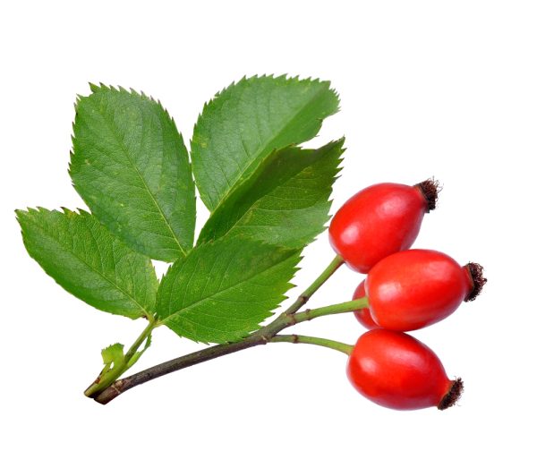 Rosehips cut fine for tortoises buy rosehips cut fine for tortoises online