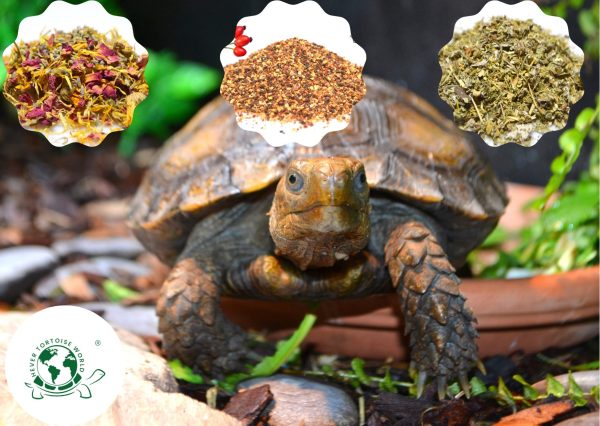 Buy Sample Pack for Forest Tortoises online at Hever Tortoise World