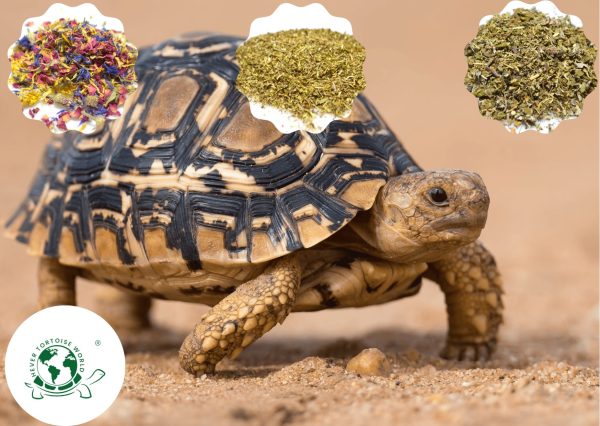 Sample Pack for Juvenile Tortoises Buy Sample Pack for Juvenile Tortoises online